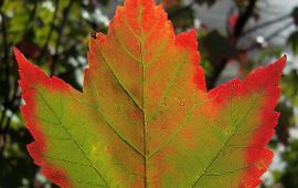 Esdoorn herfstkleur, GNU-licentie voor vrije documentatie