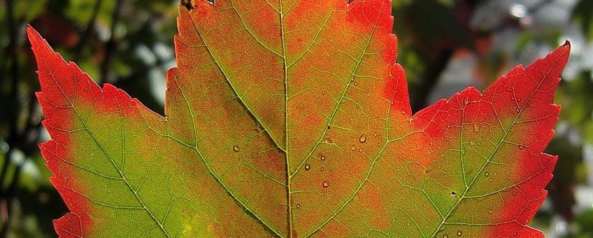 Esdoorn herfstkleur, GNU-licentie voor vrije documentatie