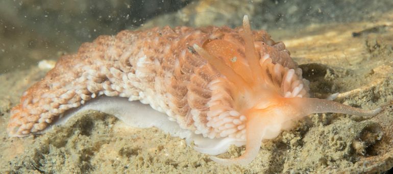 De Verborgen vlokslak is in 2018 op drie verschillende duiklocaties in de Oosterschelde aangetroffen