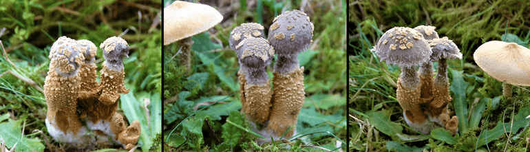 De ontwikkeling van het Korrelig dikpootje op de Okergele korrelhoed