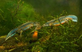 Twee alpenwatersalamander mannetjes omringen een vrouwtje en proberen haar in het water te verleiden tijdens de paartijd.