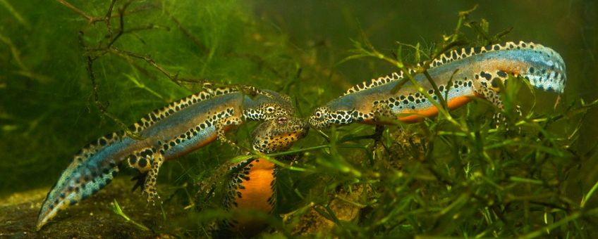 Twee alpenwatersalamander mannetjes omringen een vrouwtje en proberen haar in het water te verleiden tijdens de paartijd.