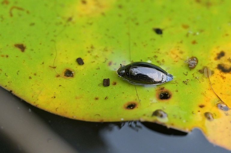 Schrijvertjes besluipen andere insecten op de waterspiegel