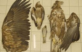 Zeearend in vergelijking met buizerd en sperwer