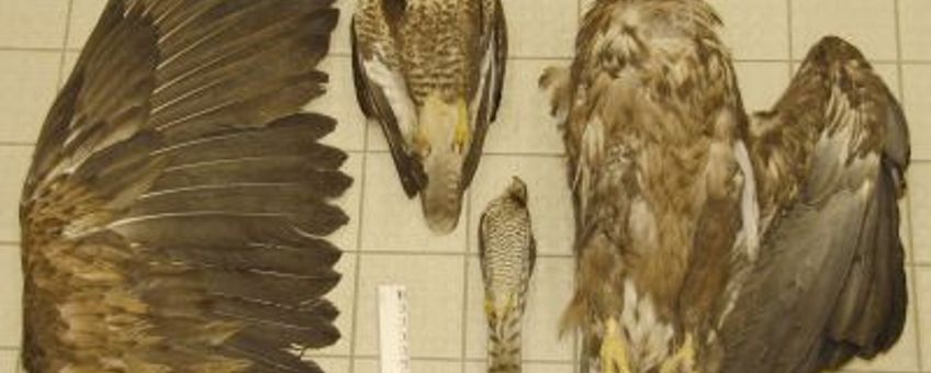 Zeearend in vergelijking met buizerd en sperwer