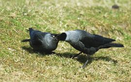 Corvus monedula. Kauw