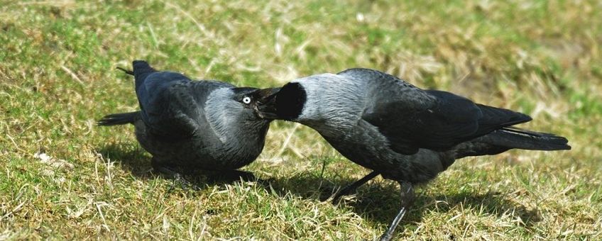 Corvus monedula. Kauw