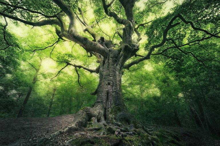 Wordt de Bladelse heksenboom Boom van het Jaar?