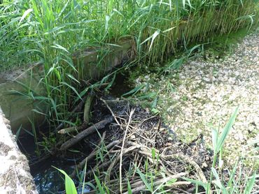 Beverdam in afwatering Moeselpeel