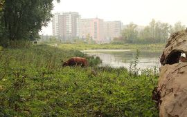 FREE Nature