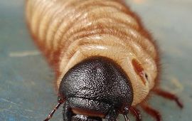 Neushoornkever, larve, engerling. Anaxibia, GNU-licentie