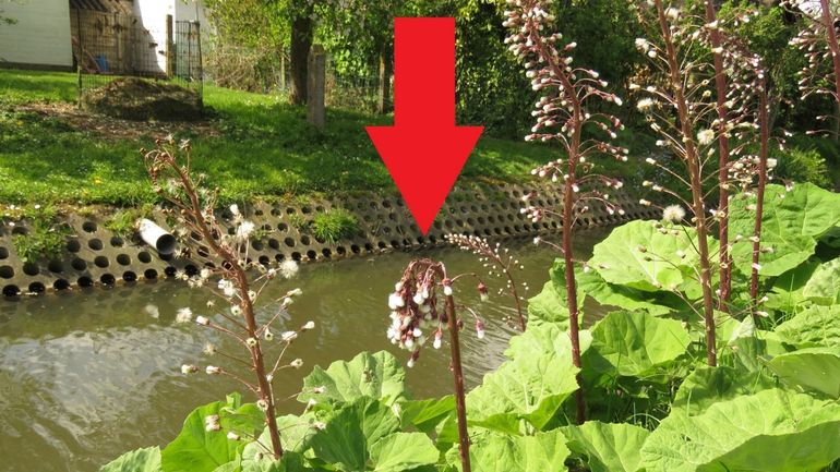 Verwelkte toppen van de bloemstengels van groot hoefblad wijzen op de vraat van groot-hoefbladboorder