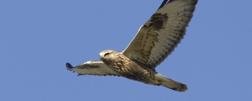 Ruigpootbuizerd