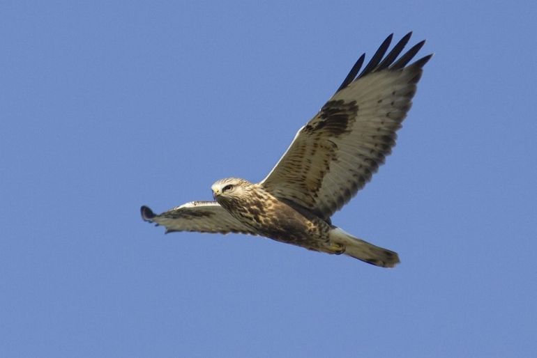 Ruigpootbuizerd