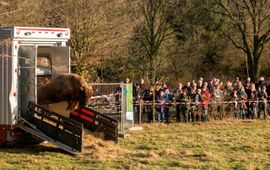 Bob Luijks, ARK Natuurontwikkeling VOOR EENMALIG GEBRUIK Komst wisent op de Maashorst