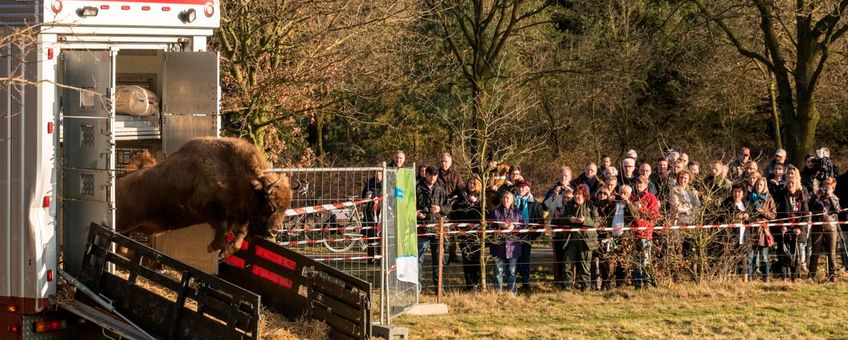 Komst wisent op de Maashorst