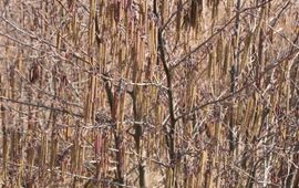 Zwarte els volle bloei Alnus glutinosa Paul Busselen Katholieke Universiteit Leuven