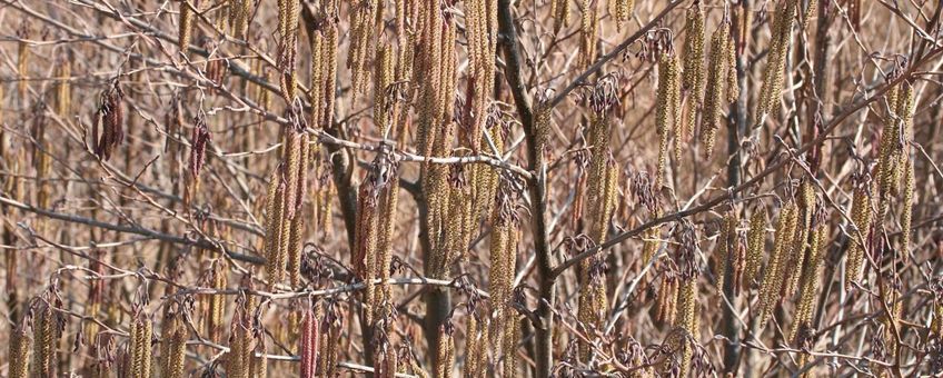 Zwarte els volle bloei Alnus glutinosa Paul Busselen Katholieke Universiteit Leuven