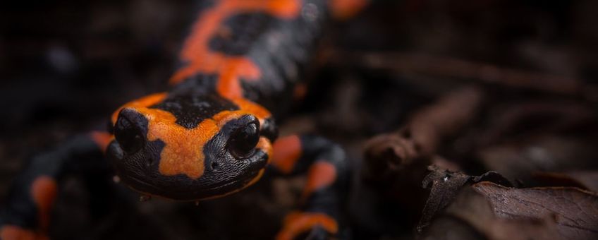 Vuursalamander