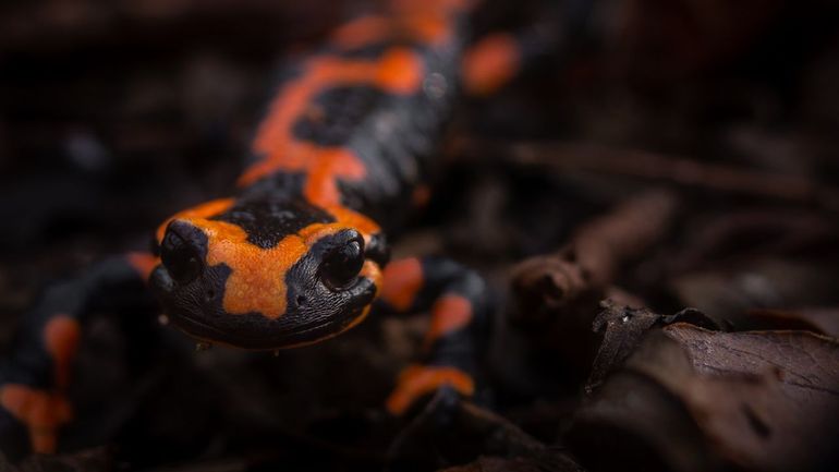 Vuursalamander