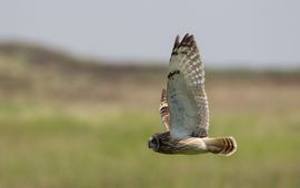 Johan Krol - EENMALIG GEBRUIK Werkgroep Grauwe Kiekendief Velduil Ameland