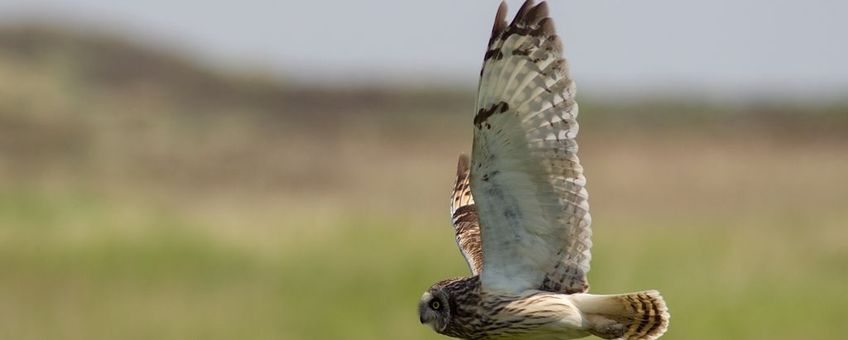 Velduil Ameland