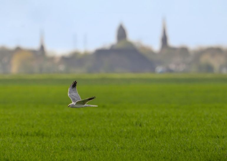 Steppekiekendief. Op de achtergrond Bedum