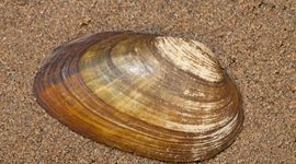 Bataafse stroommossel (Unio crassus riparius)