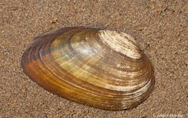 Jelger Herder Bataafse stroommossel (Unio crassus riparius)