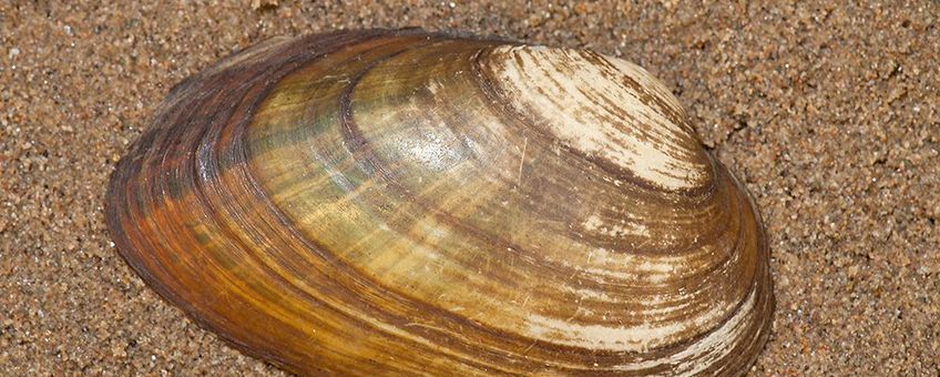 Bataafse stroommossel (Unio crassus riparius)