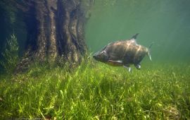 Zomerhoogwater 2013, brasems foerageren in de wei