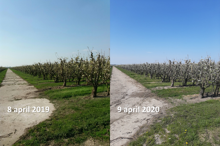 Perenboomgaard in Dronten rond 8 april 2019 en 2020
