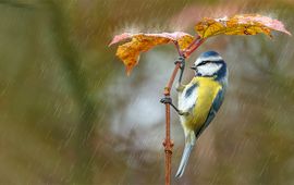 Pimpelmees in de regen