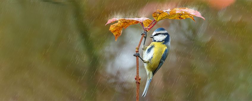 Pimpelmees in de regen