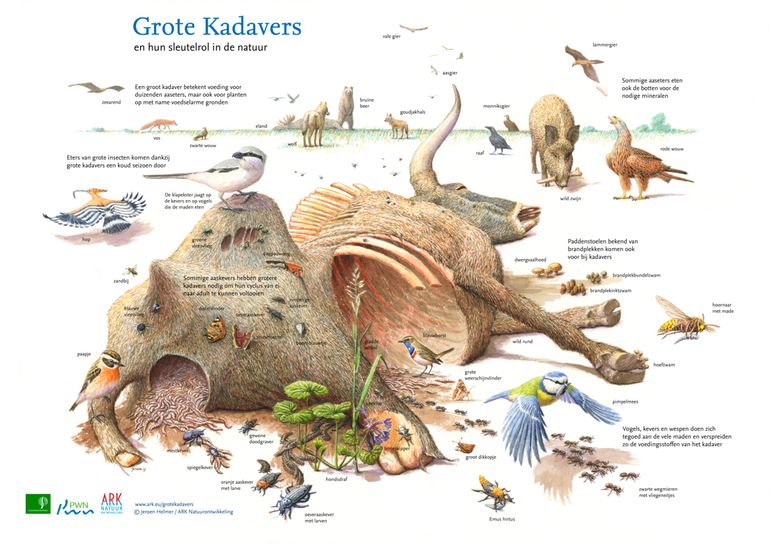 De sleutelrol van grote kadavers in de natuur