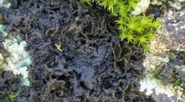 Schuursponszwelkorst (Scytinium magnussoni) op een dijk bij de Gelderse Poot. De grove isidiën op de rand van de lobben geven deze soort haar naam.