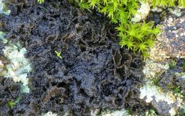 Schuursponszwelkorst (Scytinium magnussoni) op een dijk bij de Gelderse Poot. De grove isidiën op de rand van de lobben geven deze soort haar naam.