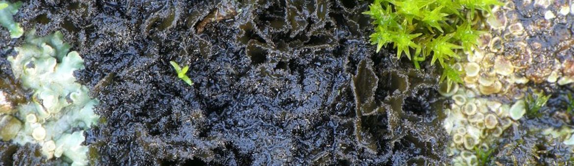 Schuursponszwelkorst (Scytinium magnussoni) op een dijk bij de Gelderse Poot. De grove isidiën op de rand van de lobben geven deze soort haar naam.