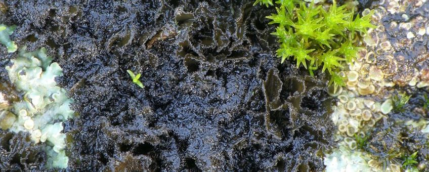 Schuursponszwelkorst (Scytinium magnussoni) op een dijk bij de Gelderse Poot. De grove isidiën op de rand van de lobben geven deze soort haar naam.