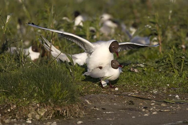 Het broedseizoen breekt ook voor de Kokmeeuw aan, waardoor het risico op verspreiding van vogelgriep toeneemt