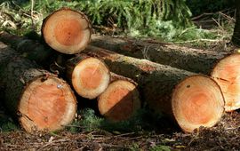 RIVM beeldbank Gekapt hout