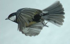 Parus major. Koolmees