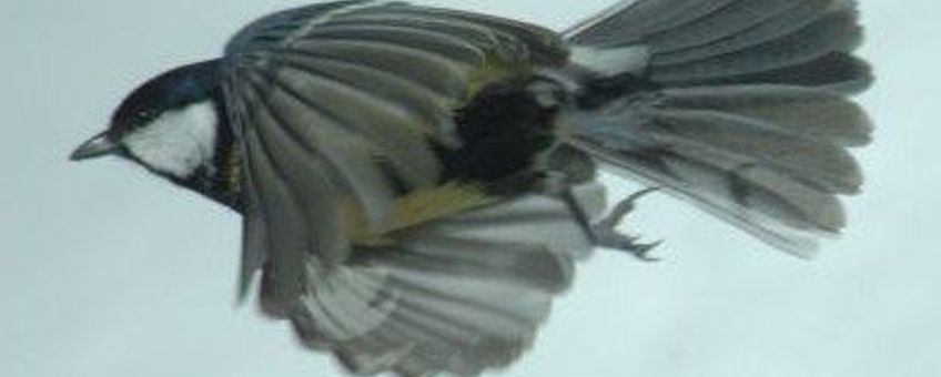 Parus major. Koolmees