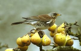 Kramsvogel