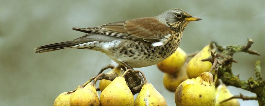 Kramsvogel