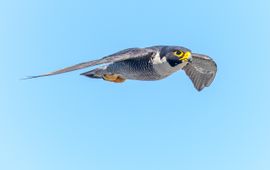 Slechtvalk, Falco peregrines, Flickr https://www.flickr.com/photos/paul_e_balfe