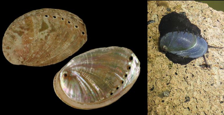 Rechts: al lijkt het aangetroffen dier er een beetje op, het is zeker géén Europese Zee-oor (Haliotis tuberculata), waarvan de schelp links is afgebeeld