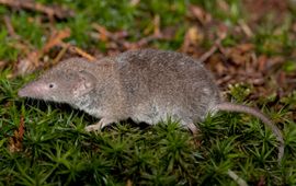 Wesley Overman (eenmalig gebruik) Huisspitsmuis