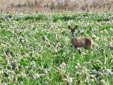 Ree in ma&iuml;sstoppel met klaveronderzaai