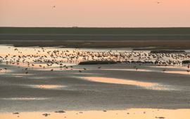 Waddengebied